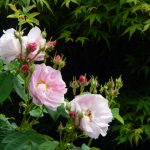 Damask Rose Flowers and Buds